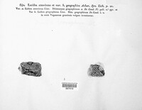 Rhizocarpon geographicum image